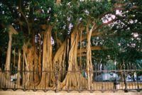 Palermo: Al Giardino Inglese Il mercato della bontà - Sapori e cultura di Sicilia