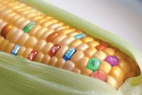 Il dilemma moderno: OGM o no OGM? Quasi quasi il primo